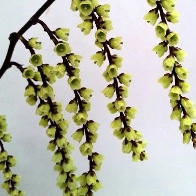 Stachyurus chinensis 'Celina' - image 1