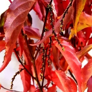 Stachyurus chinensis 'Celina' - image 2