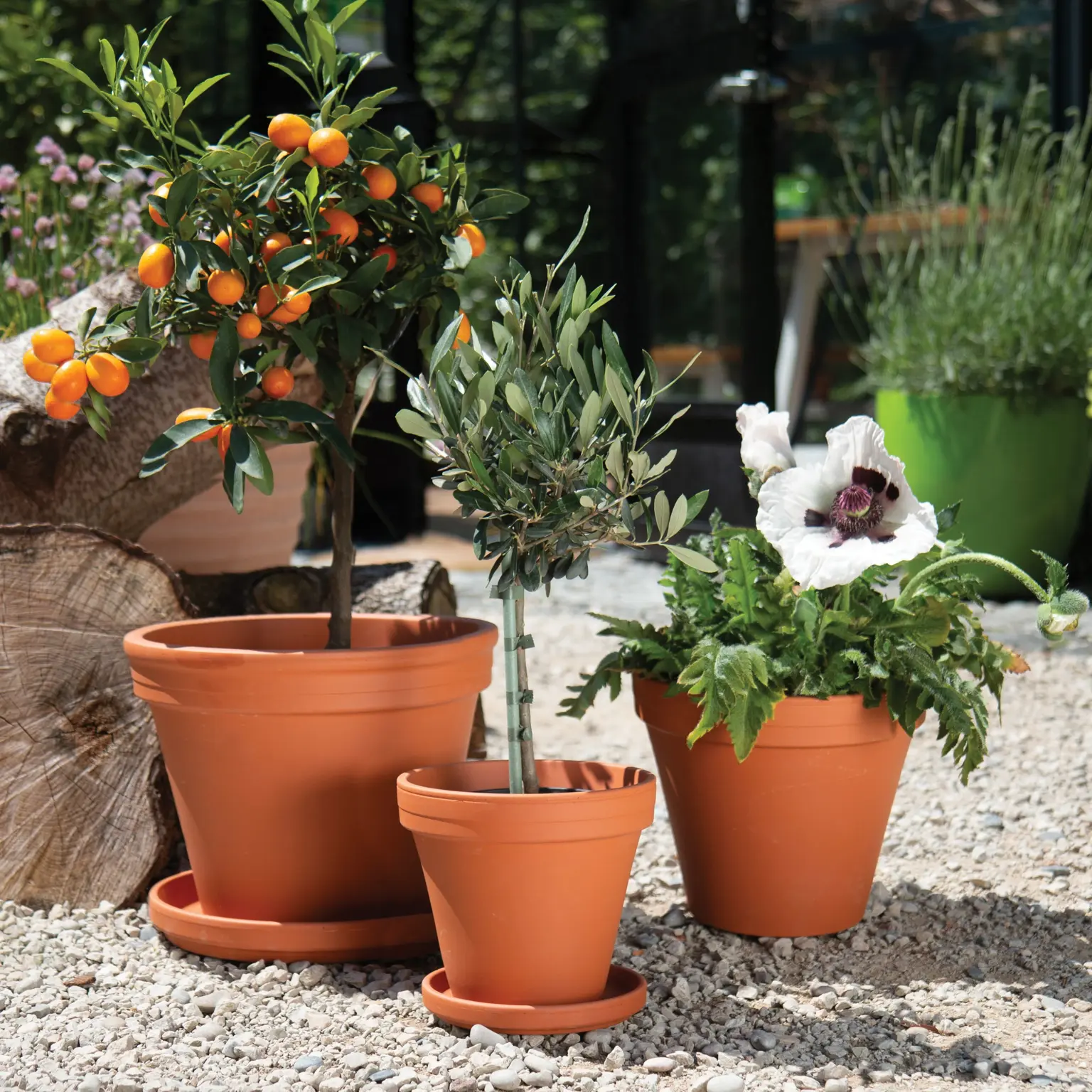 Standard Pot Standard Terracotta Pot Ø13cm - Cowell's Garden Centre | Woolsington