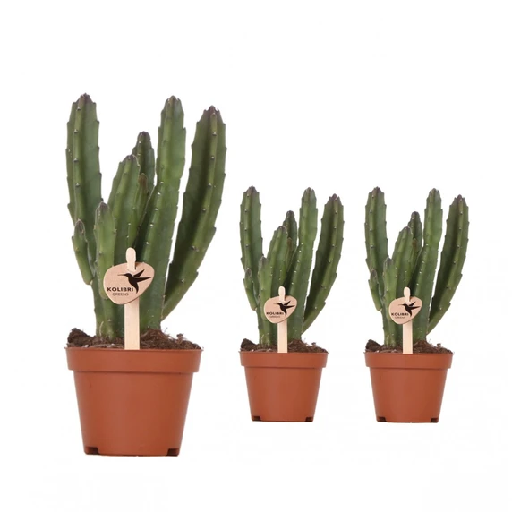 Stapelia leendertziae 6cm