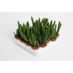 Stapelia leendertziae 5.5cm - image 2