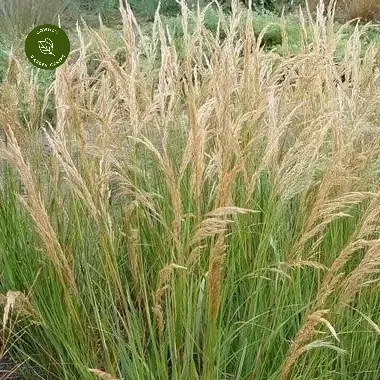 Stipa calamagrostis on sale