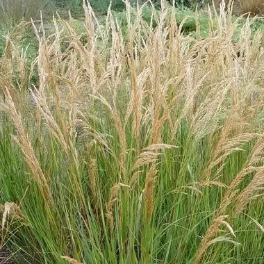 Stipa calamagrostis 'Allgäu' - image 1