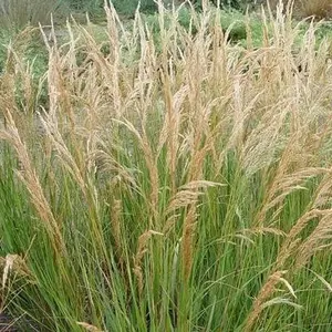 Stipa calamagrostis 'Allgäu' - image 2