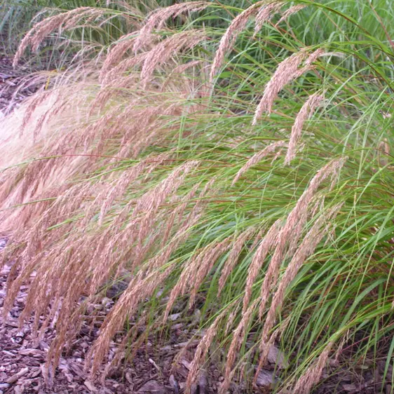 Stipa calamagrostis 'Allgäu' - image 2