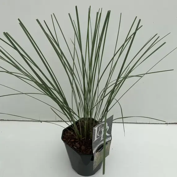Stipa gigantea 2L - image 2