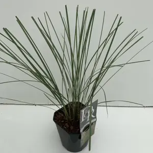 Stipa gigantea 2L - image 2