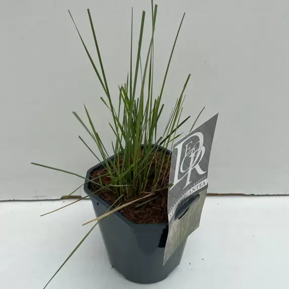 Stipa gigantea 2L - image 3