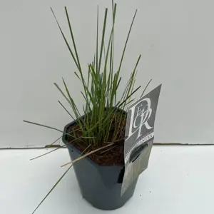 Stipa gigantea 2L - image 3