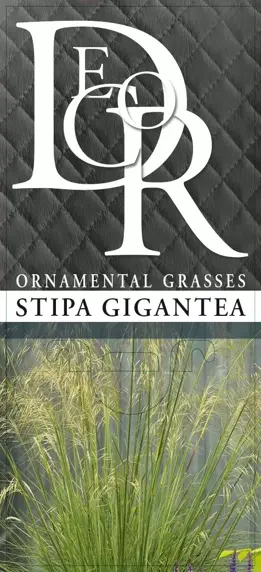 Stipa gigantea 2L - image 4
