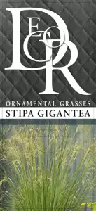 Stipa gigantea 2L - image 4