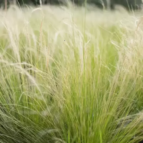 Stipa tenuissima 2L - image 1