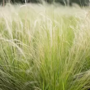 Stipa tenuissima 2L - image 2