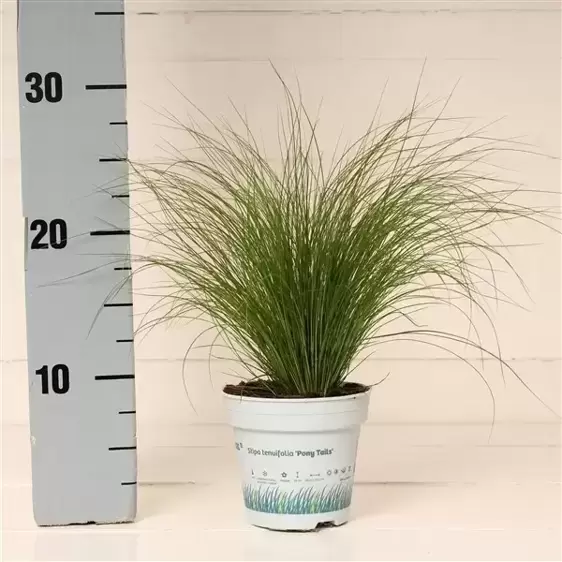Stipa tenuissima 10.5cm - image 3