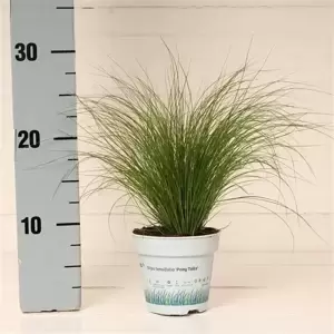 Stipa tenuissima 10.5cm - image 3