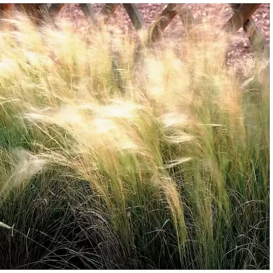 Stipa tenuissima 2L - image 2