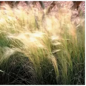 Stipa tenuissima 2L - image 2