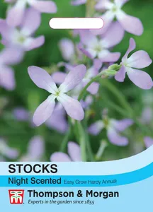Stocks Night Scented - image 2