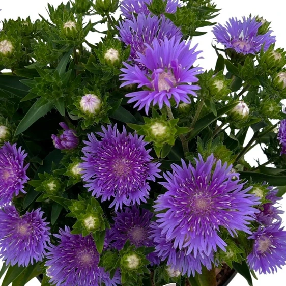 Stokesia laevis 'Mels Blue'