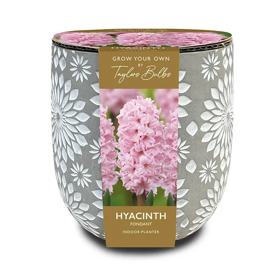 Stone Hyacinth Planter Set