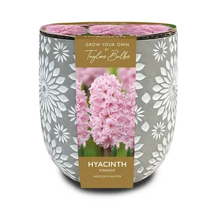 Stone Hyacinth Planter Set