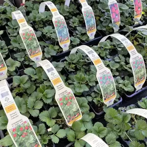 Strawberry 6 Pack - image 2