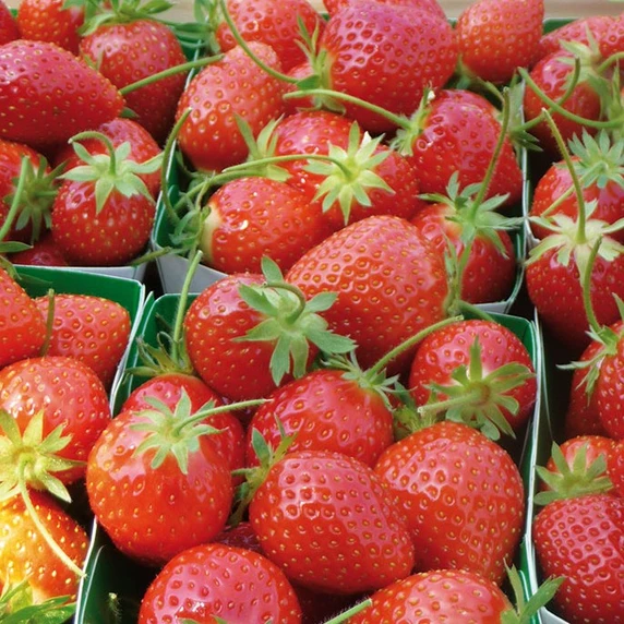 Strawberry 'Anais' - image 2