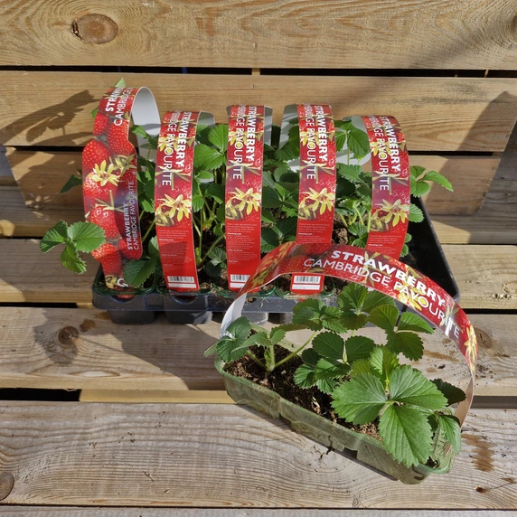Strawberry 'Cambridge Favourite' 3 Pack - image 2