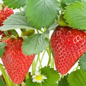 Image Credit: DataFLOR