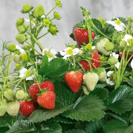 Strawberry 'Delizz' F1 - image 1