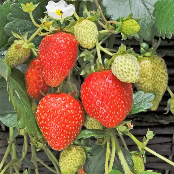 Strawberry 'Elan' F1 - image 3