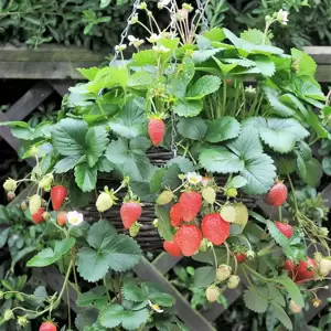 Strawberry 'Elan' F1 - image 4