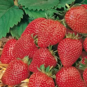 Strawberry 'Elan' F1 - image 1