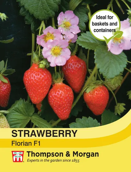 Strawberry Florian F1 - image 1