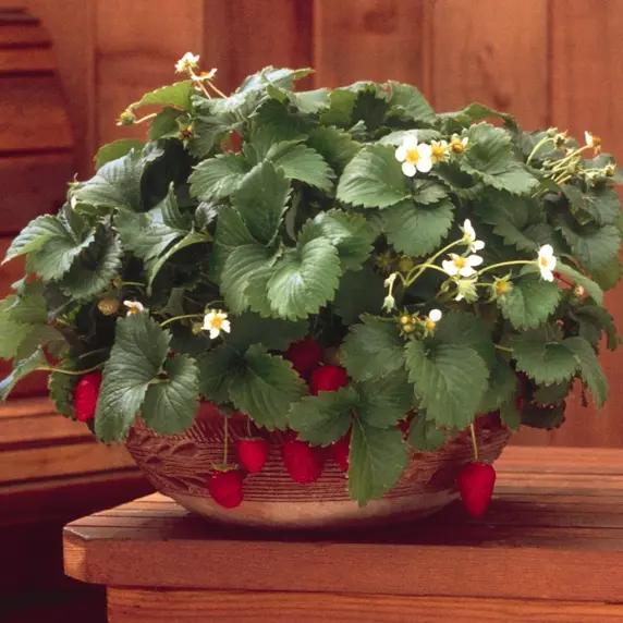 Picture Credit - ABZ Seeds