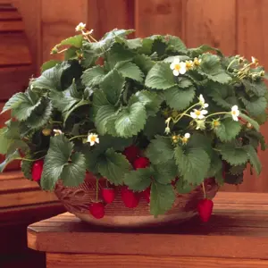 Picture Credit - ABZ Seeds