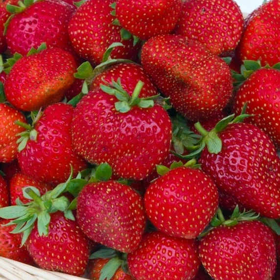 Picture Credit - DATAflor