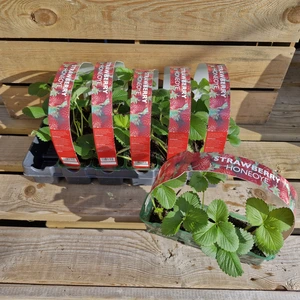 Strawberry 'Honeoye' 3 Pack - image 2