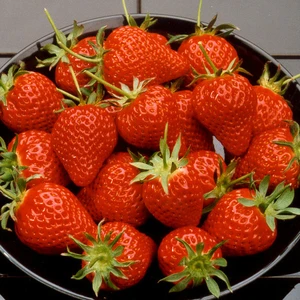 Picture Credit - DATAflor