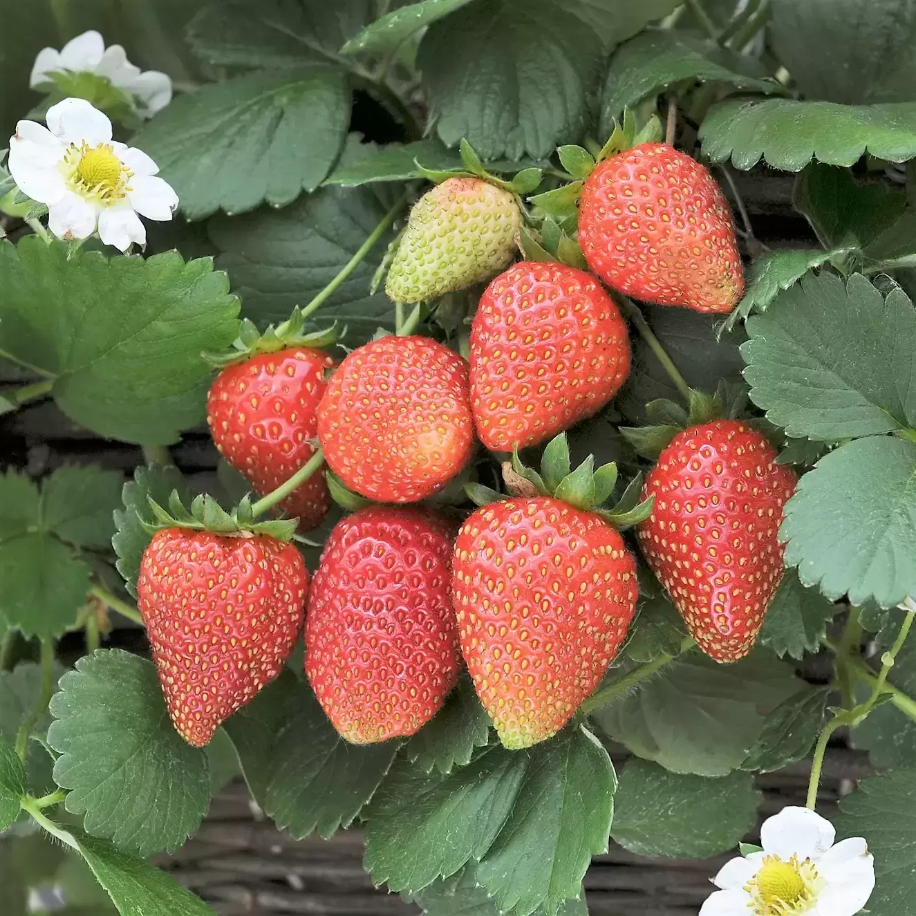 Loren strawberry