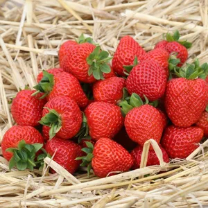 Strawberry 'Malling Supreme' Hanging Pot