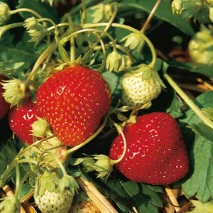 Image Credit: DataFLOR