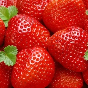 Strawberry 'Ostara' 10.5cm