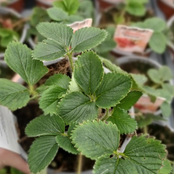 Strawberry 'Rabunda' - image 2