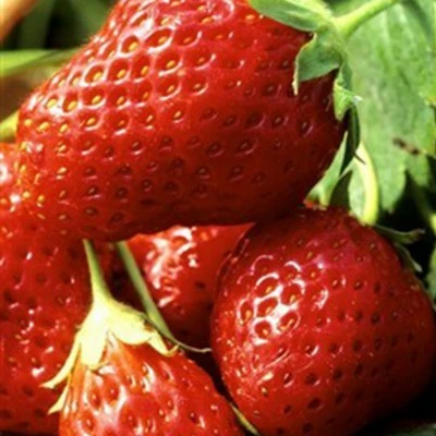 Picture Credit - DATAflor