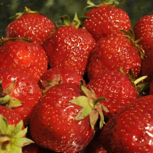 Strawberry 'Senga Sengana'