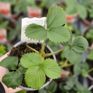 Strawberry 'Senga Sengana' - image 2