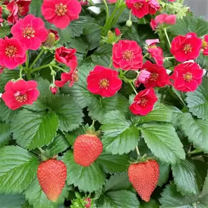 Strawberry 'Summer Breeze Rose' F1 - image 1