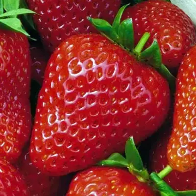 Picture Credit - DATAflor