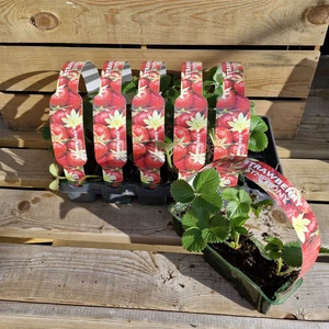 Strawberry 'Symphony' 3 Pack - image 2